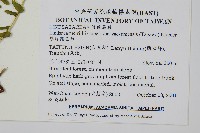 攀緣陵齒蕨、攀緣鱗始蕨藏品圖，第2張