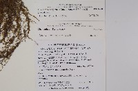 長柄粉背蕨藏品圖，第2張