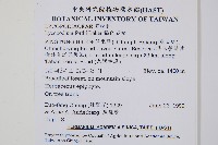 福氏石松藏品圖，第2張