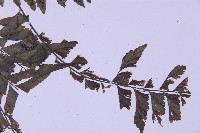 綠柄剪葉鐵角蕨藏品圖，第4張