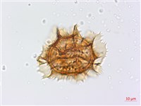 綠柄剪葉鐵角蕨藏品圖，第2張