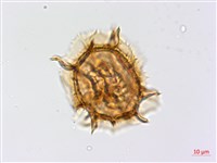 綠柄剪葉鐵角蕨藏品圖，第3張