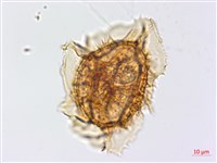 綠柄剪葉鐵角蕨藏品圖，第4張