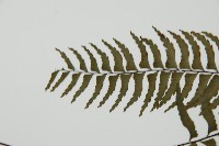 單邊鐵角蕨藏品圖，第4張