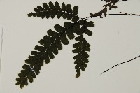 長尾鐵線蕨藏品圖，第4張