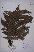 高士佛擬肋毛蕨藏品圖，第1張