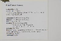 高士佛擬肋毛蕨藏品圖，第2張