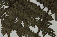 高士佛擬肋毛蕨藏品圖，第3張