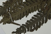 高士佛擬肋毛蕨藏品圖，第4張