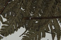 高士佛擬肋毛蕨藏品圖，第5張