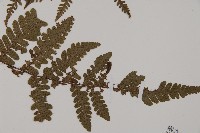 愛德氏肋毛蕨藏品圖，第3張