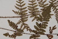 愛德氏肋毛蕨藏品圖，第4張