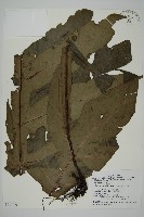 翅柄三叉蕨藏品圖，第1張