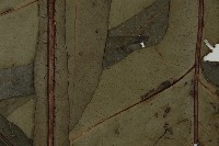 翅柄三叉蕨藏品圖，第4張