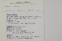 薄葉三叉蕨藏品圖，第2張