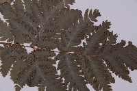 薄葉三叉蕨藏品圖，第3張