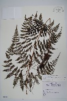 大葉貞蕨藏品圖，第1張