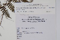 大葉貞蕨藏品圖，第2張