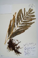 大線蕨藏品圖，第1張