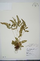 三角葉陵齒蕨藏品圖，第1張