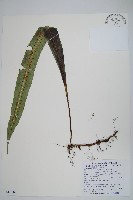 大星蕨藏品圖，第1張