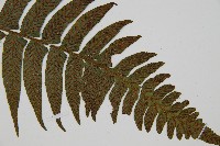 樸氏雙蓋蕨、毛柄蹄蓋蕨藏品圖，第3張