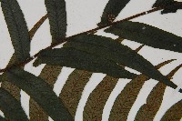 樸氏雙蓋蕨、毛柄蹄蓋蕨藏品圖，第4張