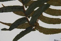 樸氏雙蓋蕨、毛柄蹄蓋蕨藏品圖，第5張