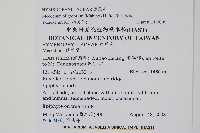 長毛蕗蕨藏品圖，第2張