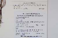 闊片鱗始蕨、錢氏鱗始蕨藏品圖，第2張