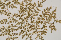 彎柄假複葉耳蕨藏品圖，第3張