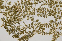 彎柄假複葉耳蕨藏品圖，第4張