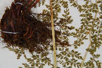 彎柄假複葉耳蕨藏品圖，第5張