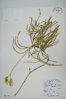 地刷子藏品圖，第1張