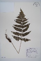 貞蕨藏品圖，第1張