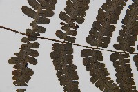 貞蕨藏品圖，第4張