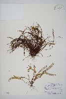 鐵角蕨藏品圖，第1張