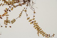 鐵角蕨藏品圖，第4張