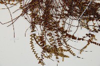 鐵角蕨藏品圖，第5張