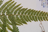 粗毛鱗蓋蕨藏品圖，第3張
