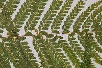 粗毛鱗蓋蕨藏品圖，第4張