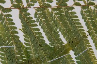 粗毛鱗蓋蕨藏品圖，第5張