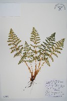 腺鱗毛蕨藏品圖，第1張