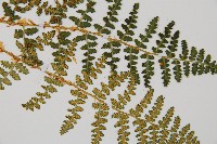 腺鱗毛蕨藏品圖，第3張