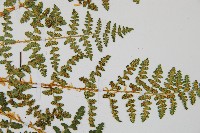 腺鱗毛蕨藏品圖，第4張