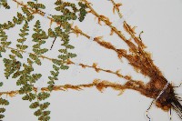 腺鱗毛蕨藏品圖，第5張