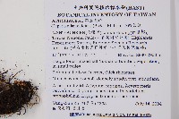 亞蹄蓋蕨藏品圖，第2張