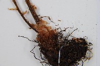 亞蹄蓋蕨藏品圖，第3張