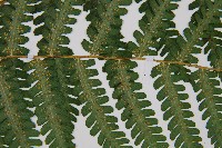 亞蹄蓋蕨藏品圖，第4張