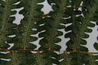 亞蹄蓋蕨藏品圖，第5張